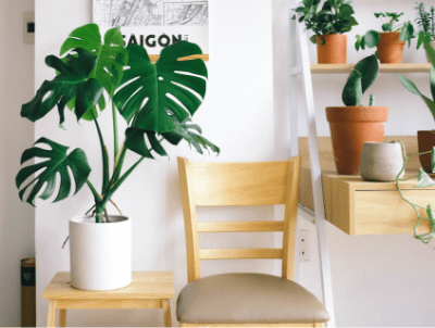 indoor plants resting on table